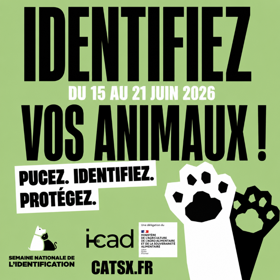 catsx-love-png